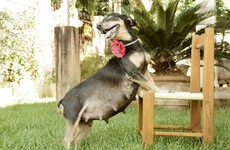 This pregnant dog sat for the most adorable maternity photo shoot