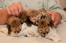 Take a break and watch these cheetah cubs recover after being born by C-section