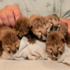 Take a break and watch these cheetah cubs recover after being born by C-section