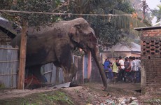 Five people killed by four rampaging elephants