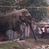 Five people killed by four rampaging elephants