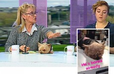Twink's dog didn't faint on telly, it was bored... It's The Dredge