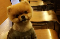 The internet's most famous dog is in Dublin today -- here's what you need to know