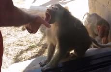 Take a break and watch this monkey's startled response to a magic trick