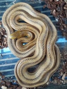 Five foot snake falls out of ceiling onto head of Dublin house owner