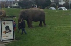 There were three elephants just lounging on a green in Tallaght today
