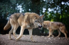 Eight grey wolves have arrived at Dublin Zoo