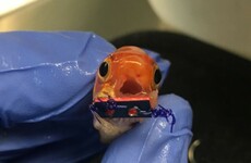 A goldfish was fitted with a tiny set of braces to correct its breathing