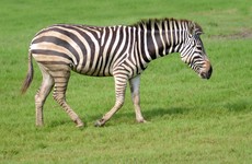 Zebra leads police on chase across golf course before drowning in a water trap