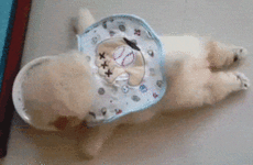 15 ridiculously cute gifs to celebrate National Puppy Day