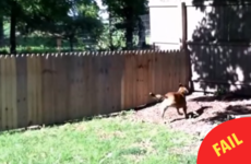 This man built a fence to keep his dog in the yard, but there's just one problem...