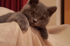 10 adorable Irish cats you need to follow on Instagram