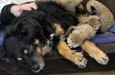 A dog has adopted five cheetah cubs who just lost their mother, and it's adorable