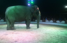 Calls for animal circus ban after protesters left bloody at demo