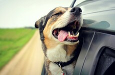 Microchipping your dog will be the law next week