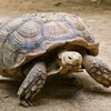 Poachers stopped with half a tonne of tortoises and snakes