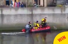 Watch Casper the cat get rescued from the Liffey by the Dublin Fire Brigade