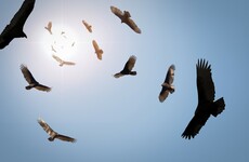 The vulture fund paying very little tax on its billion-euro Irish incomes