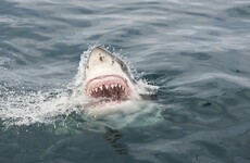 Surfer has part of his thigh bitten off in shark attack