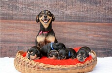 The dog that sat for THAT maternity photo shoot had adorable puppies