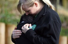Have a look at this gorgeous baby gorilla as she sees the outside world for the first time