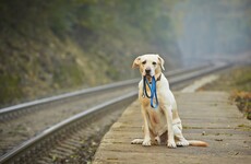 Explainer: Everything you need to know about the new dog microchipping rules