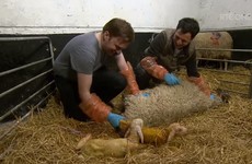 A couple of adorable lambs were born live on the Late Late last night