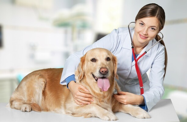 Vet doctor best sale on call