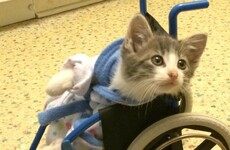Here's what went viral today: Monday