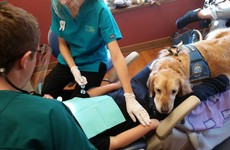 This dentist has an adorable 'dog nurse' to help calm nervous children