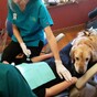 This dentist has an adorable 'dog nurse' to help calm nervous children