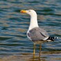 Seabirds '10 times' more polluting than humans when it comes to dirtying Ireland's beaches