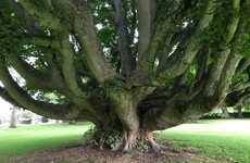 6 wonderful walks in the woods to take this week