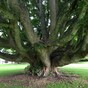 6 wonderful walks in the woods to take this week