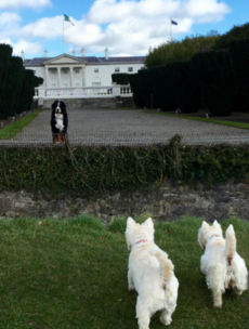 9 more adorable Irish dogs you need to follow on Instagram