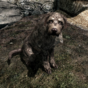 This guy's story of adopting a dog on Skyrim has touched the internet's heart