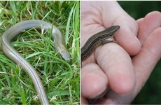 Keep an eye out for these two creatures basking in the Irish sun