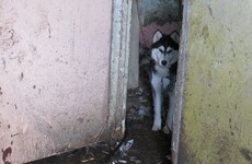 Cork man fined after Huskies were found covered in faeces with no access to food