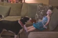 Take a break and watch this dog trying to get a doll to play fetch