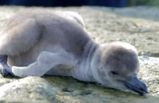 Take a break and watch these wriggly baby penguins being weighed