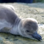 Take a break and watch these wriggly baby penguins being weighed