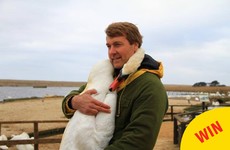 These photos of an injured swan 'hugging' its hero are going viral
