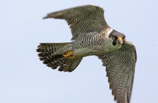 Peregrine falcon found dead at Dalkey Quarry