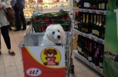 This supermarket has transformed its trolleys to let dogs sit up front