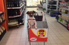 Take a break and check out this supermarket which invites customers to bring their dogs shopping