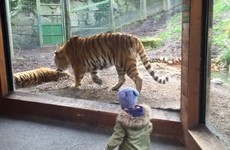 An Irish toddler's reaction to two tigers in Dublin Zoo is going viral all over the world