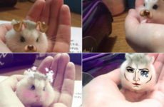 Someone used the Snapchat filter on their hamster and it's adorable