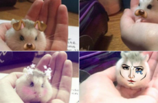 Someone used the Snapchat filter on their hamster and it's adorable