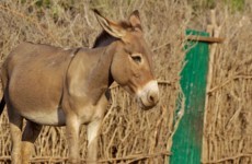 Kenya warns of 'Al Shabab donkeys' in Somalia