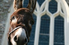 It's Friday so here's a slideshow of donkeys from around the world